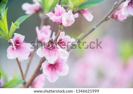 branch of red flowers blossom background