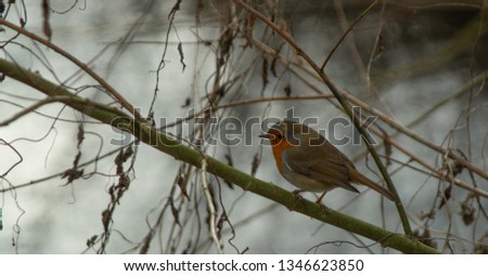 Robin in Hedgerow