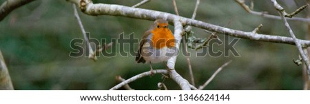 Robin in Hedgerow
