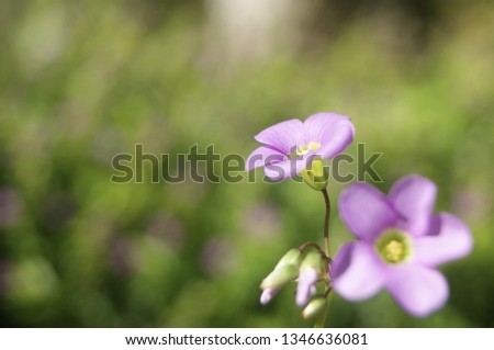 Oxalis latifolia is a species known as the pink-sorrel common garden names [1] and broadleaf woodsorrel. [2] It is native to Mexico and parts of Central and South America.