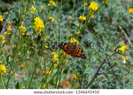 Painted Lady Butterfly stops on a flower during the poppy super bloom in Southern California USA