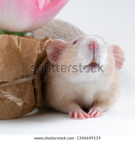 
the domestic ram of the red color dumbo is sitting on paper next to the pink flower close up folded legs