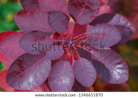 Purple smoke bush leaves in the Fall Royalty-Free Stock Photo #1346651870