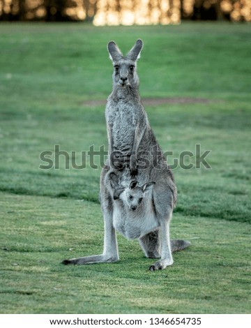 Kangaroo with Baby Joey in Pouch Australia