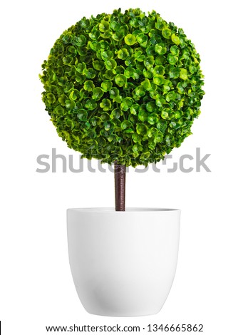Little plastic tree pot isolated on white, include path