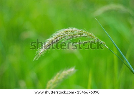 jungle rice, birds rice
Weeds in rice fields in Southeast Asia
