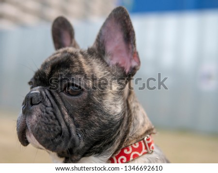 Close up  French bulldog face ,outside animal portrait concept