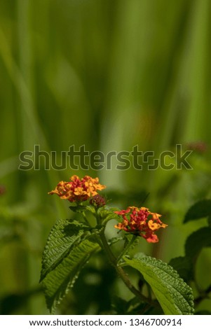 macro photos of camara lantana flowers in the forest, these flowers are very beautiful and unix