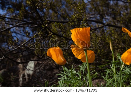 Eschscholzia californica, California Poppies, orange and yellow beautiful wildflowers blooming in the Sonoran Desert. Colorful flowers, blue sky and green leaves. Pima County, Tucson, Arizona. 2019.