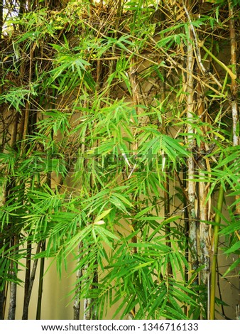 Garden decoration bamboo