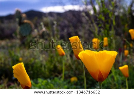 Eschscholzia californica, California Poppies, orange wildflowers growing wild in the Sonoran Desert landscape of prickly pear cactus and mountains in Saguaro National Park. Pima County, Arizona. 2019.