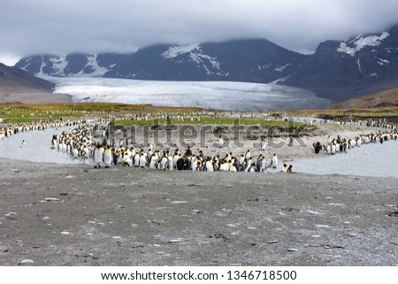 Group of king penguins wading and standing along a river bank with snow capped mountains in the background and sand in the foreground.