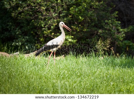 stork adult on natural green grass in spring