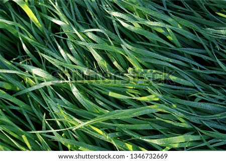 background fresh spring grass covered with dew