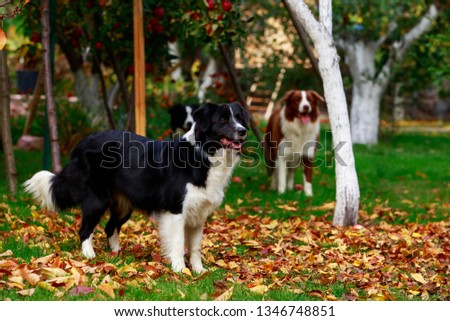 Three dogs of breed Border Collie in a garden
