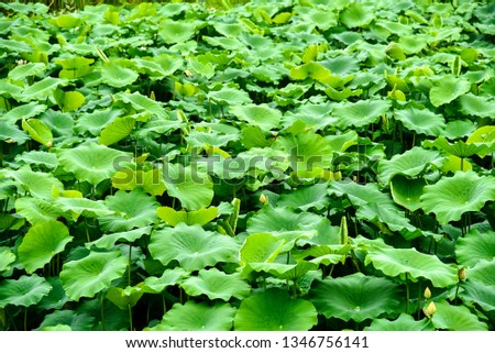 Background of green lotus leaf with small lotus bud in the pond