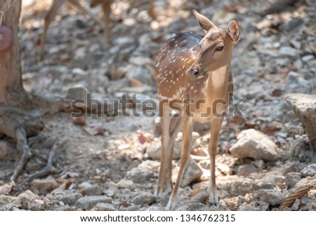 Medium shot selective focus head, face and body of female Eld's Deer or brow- antlered deer standing with blurred field background in the morning.