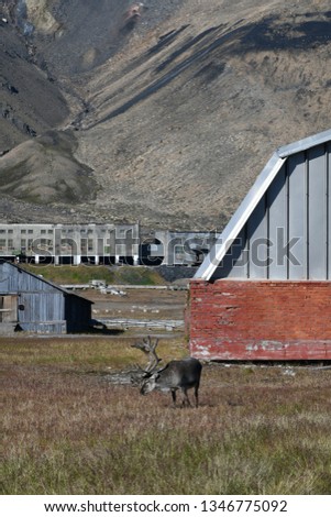 The reindeer looking at me to take the picture. Pyramiden, Svalbard and Jan Mayen, Norway