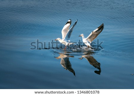 Seagull catching the fish in the sea 