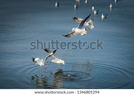 Seagull catching the fish in the sea 