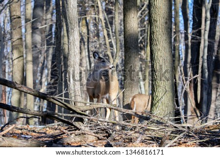 White-tailed Deer, natural scene , hint in the winter forest