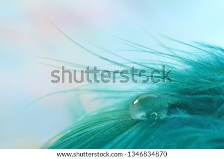Water drop or dew on bird feather closed up background