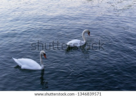 Couple of white swans as symbol of love and romance on surface of blue water lake