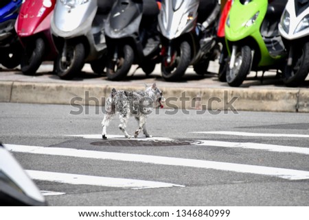 Scenery portrait of the homeless dog crossing the road