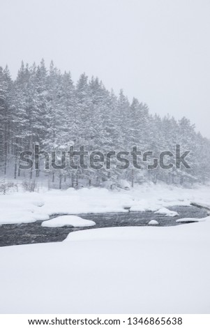 Snow covered pine trees in winter with lake in the foreground