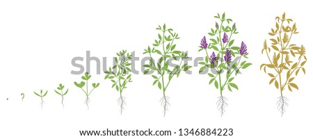 Growth stages of Alfalfa plant. Vector flat illustration. Medicago sativa. Lucerne grown life cycle. Royalty-Free Stock Photo #1346884223