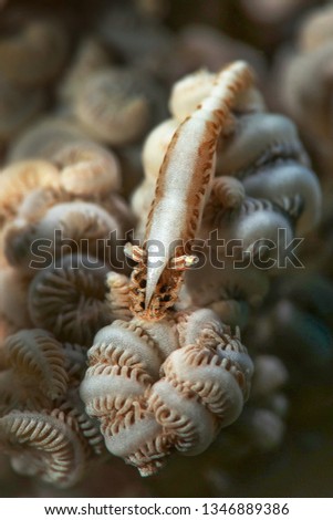 Shrimp  Hippolyte tenuicarpus. Picture was taken in Ambon, Indonesia
