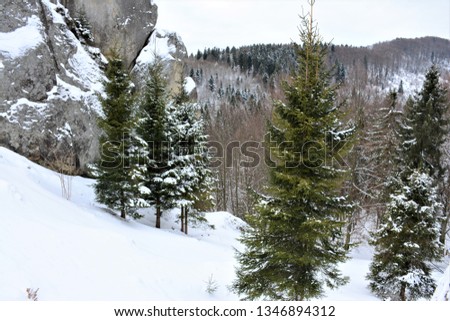 Winter landscape. In the foreground green fir, rocks. On the back plan is a snow-covered forest.