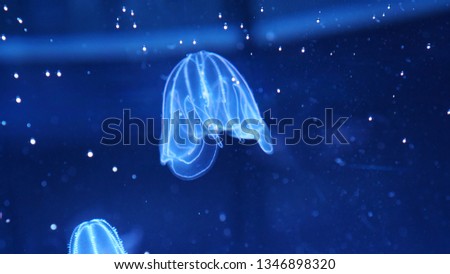 Jellyfish under the water