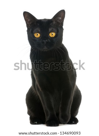 Bombay cat sitting and looking at the camera, isolated on white