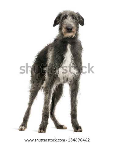 Scottish Deerhound looking at the camera, isolated on white Royalty-Free Stock Photo #134690462
