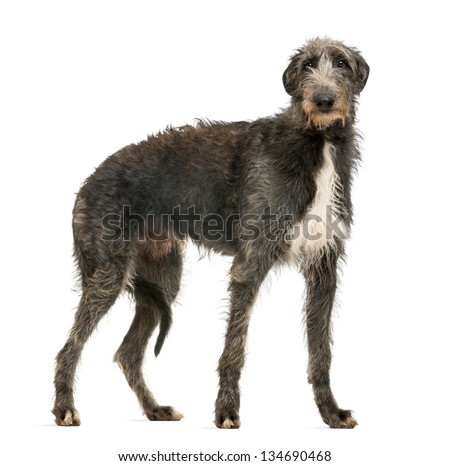 Scottish Deerhound looking at the camera, isolated on white Royalty-Free Stock Photo #134690468