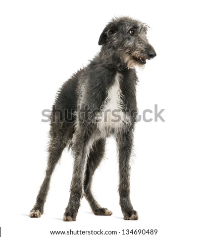 Scottish Deerhound looking right, isolated on white Royalty-Free Stock Photo #134690489