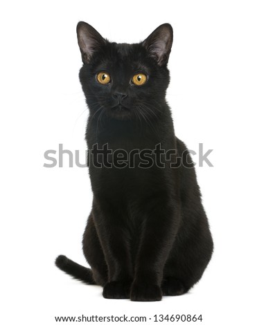 Bombay kitten sitting and looking away, isolated on white