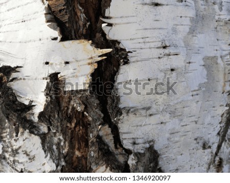 White birch texture close-up in March for use in winter, early spring