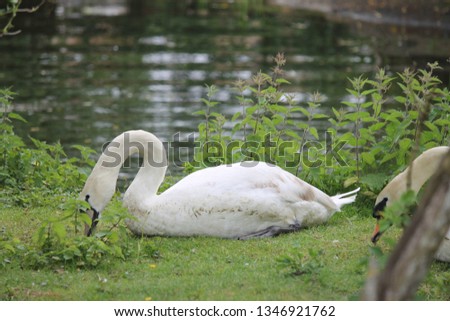 A young swan in a meadow
