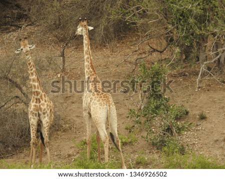 Giraffes grazing in the grass..