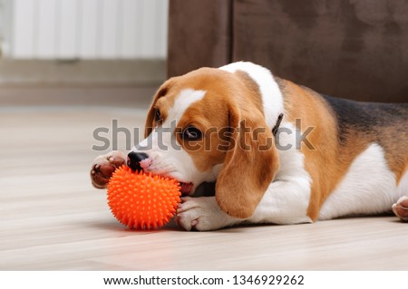 Cute five month old beagle puppy chewing spiky ball dog toy indoor Royalty-Free Stock Photo #1346929262