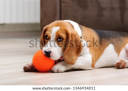 Cute five month old beagle puppy chewing spiky ball dog toy indoor Royalty-Free Stock Photo #1346934011