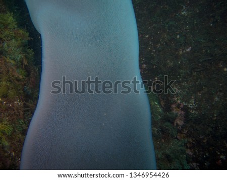Close up picture of Pyrosome found in the Azores while diving.
Terceira, Azores, Portugal.