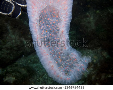 Close up picture of Pyrosome found in the Azores while diving.
Terceira, Azores, Portugal.