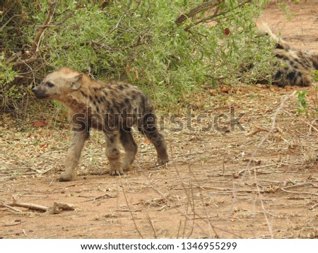 Hyena youngster walking on the ground.