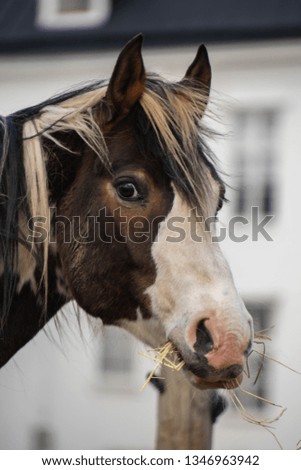 Horse Portrait in Pasture