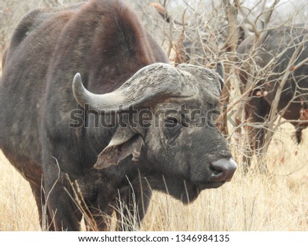Water buffalo standing in the grass.