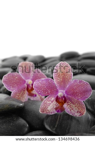 Two beautiful orchid on pebbles