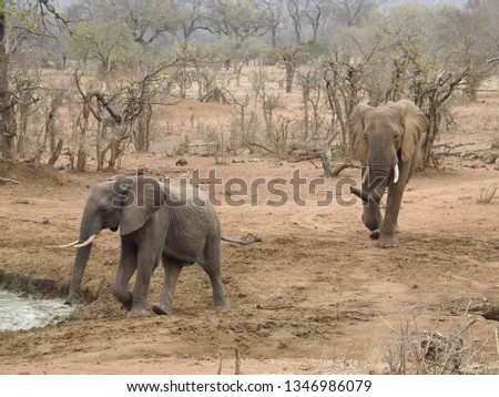 Elephants at the drinking hole.